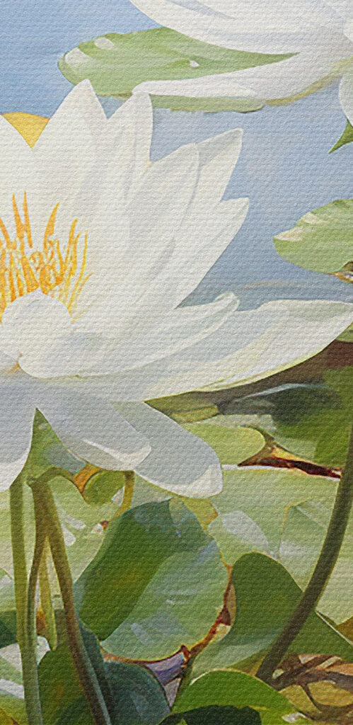 Group of white flowers in a pond