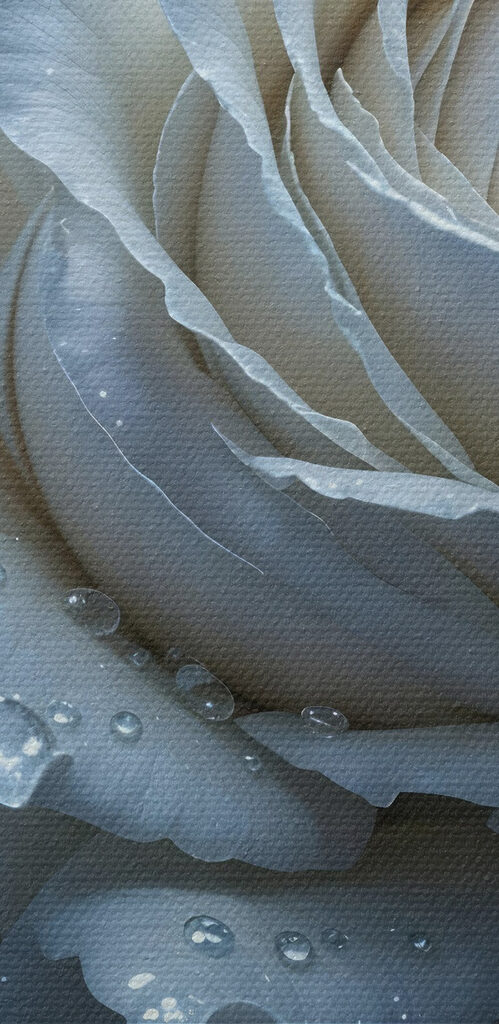 White rose with water drops on it