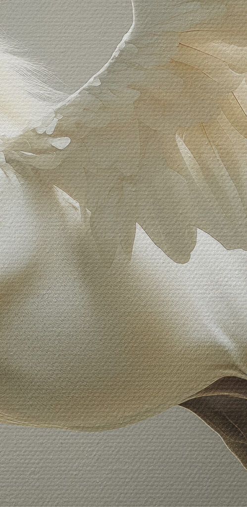 White horse with wings White horse with wings