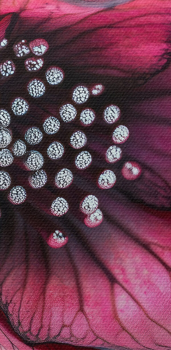 Jemné okvetné lístky v živých odtieňoch Jemné okvetné lístky v živých odtieňoch