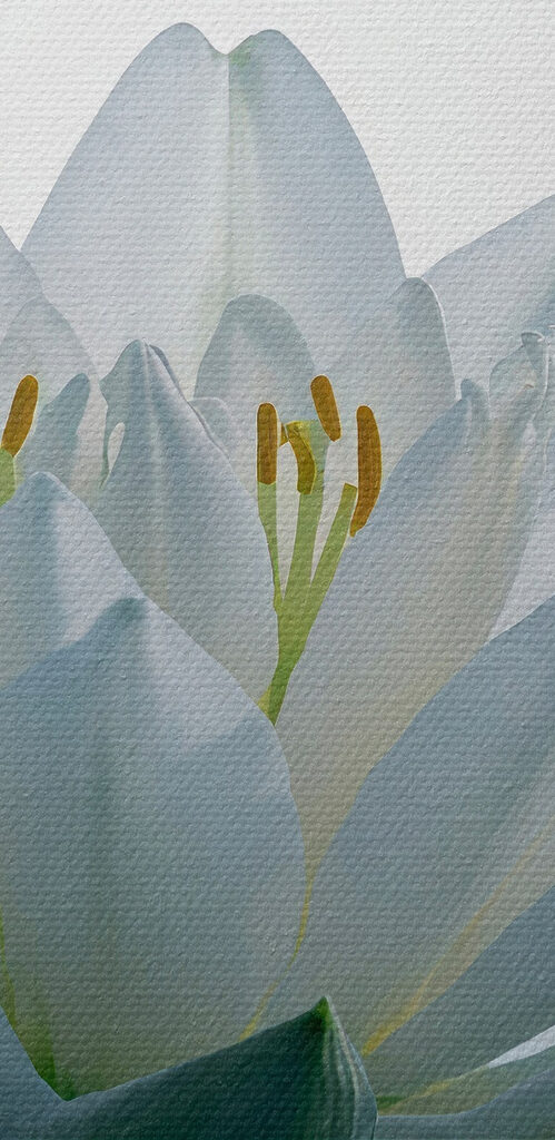 White flower in water White flower in water