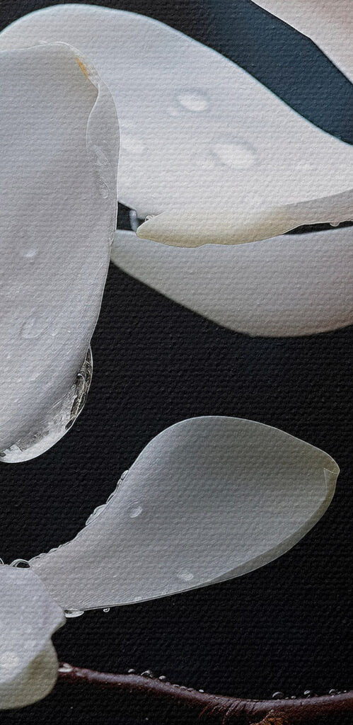 Delicate blossoms adorned with droplets Delicate blossoms adorned with droplets