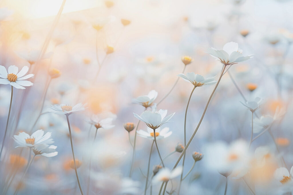 Soft petals in a dreamy garden Soft petals in a dreamy garden