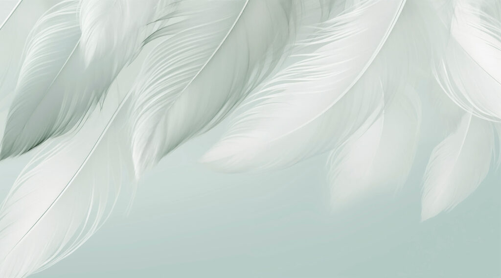 White feathers on a white background White feathers on a white background