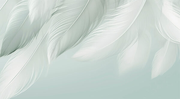 White feathers on a white background White feathers on a white background