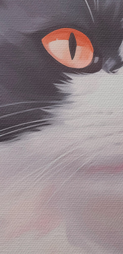 Black and white cat with orange eyes Black and white cat with orange eyes