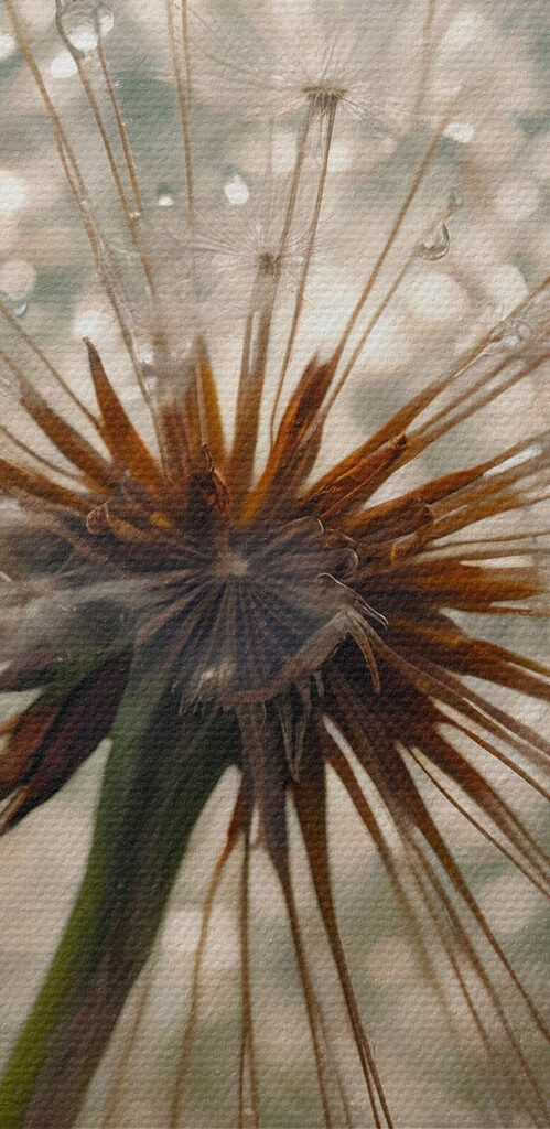 Delicate nature at its finest Delicate nature at its finest