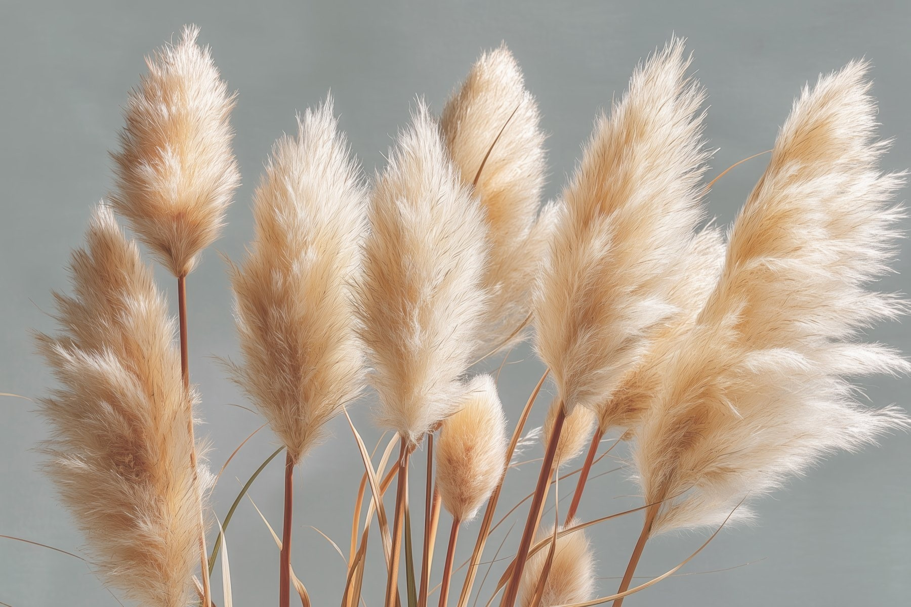 Group of fluffy plants Group of fluffy plants