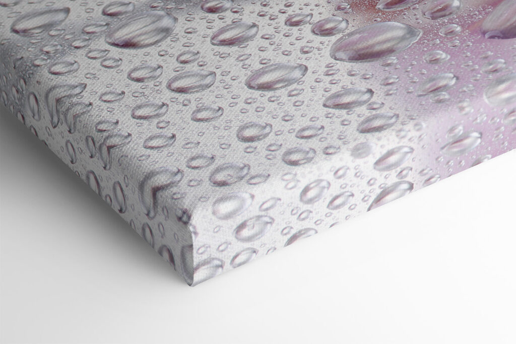 A close up of flowers A close up of flowers