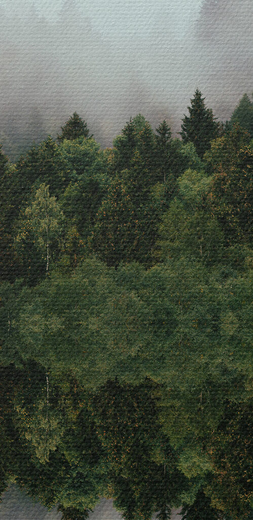 A reflection of trees in the water A reflection of trees in the water