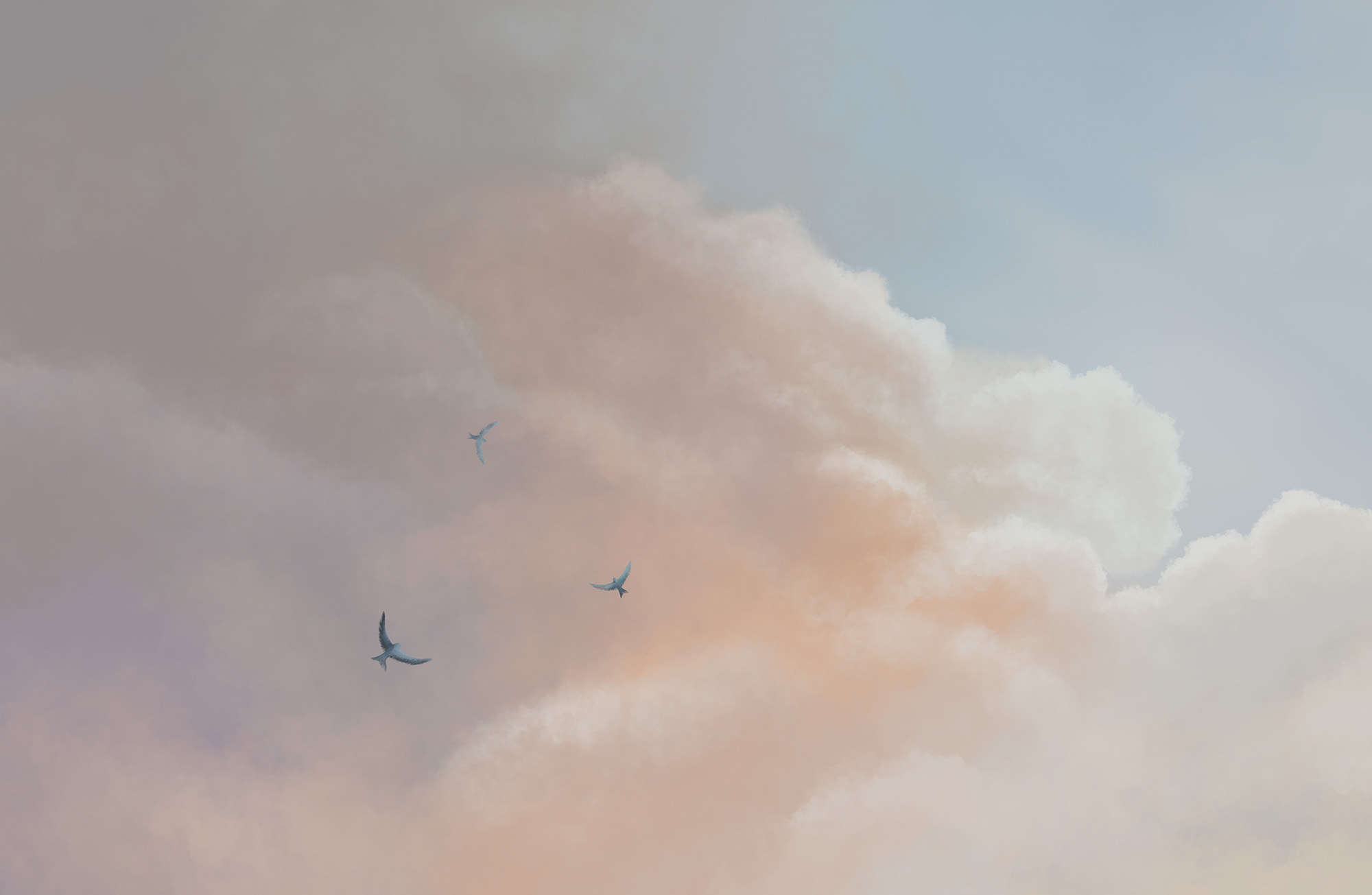 Birds flying in the sky Birds flying in the sky