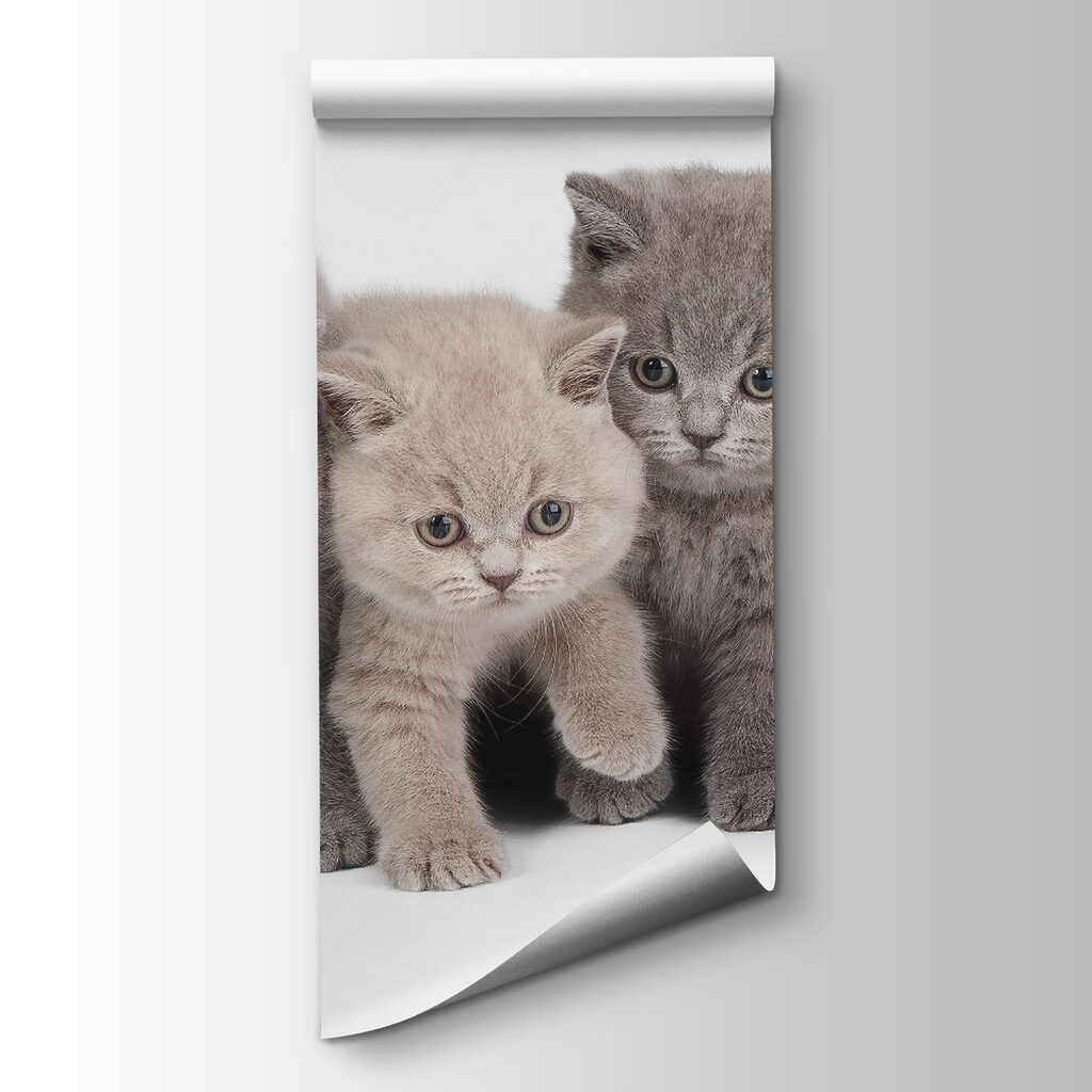 Group of kittens standing together Group of kittens standing together