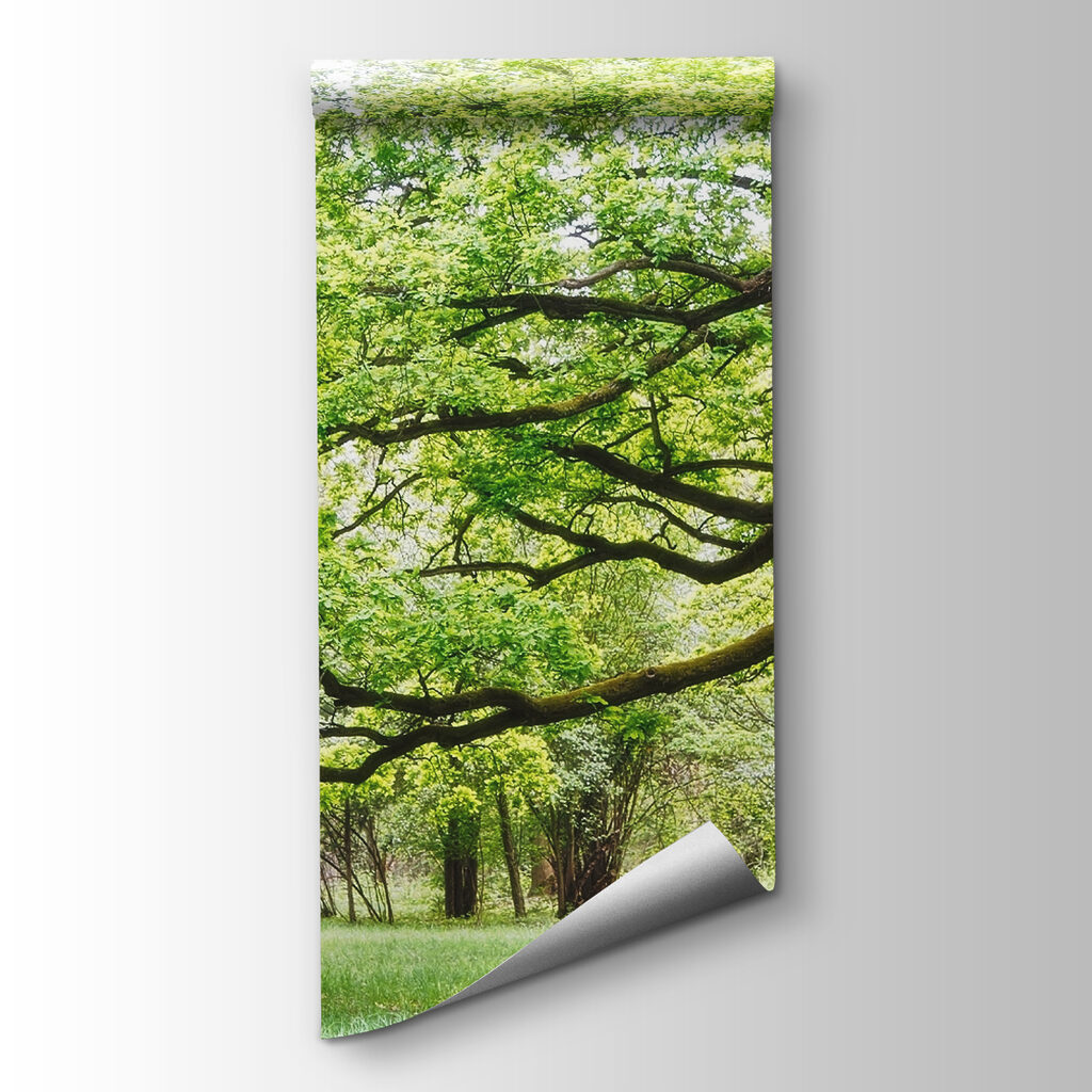 A tree with green leaves A tree with green leaves