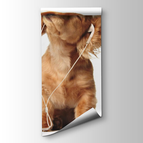 Dog with earphones on Dog with earphones on