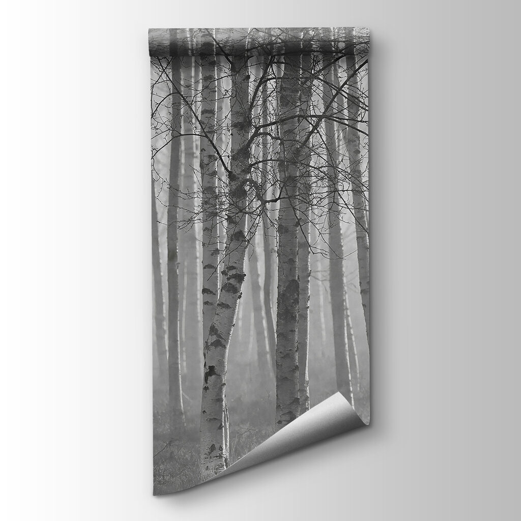 Group of trees in a forest Group of trees in a forest