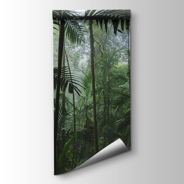 Dense forest with tall trees Dense forest with tall trees