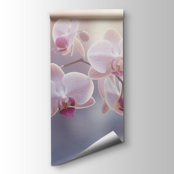 Delicate blooms in soft sunlight Delicate blooms in soft sunlight