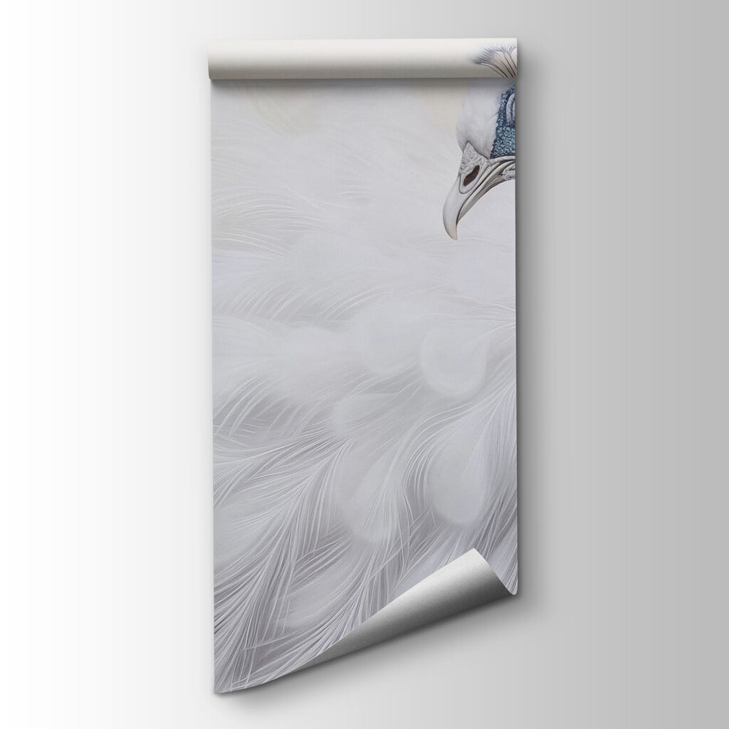 White peacock with blue eyes White peacock with blue eyes