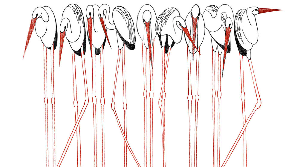 Group of birds with long legs Group of birds with long legs