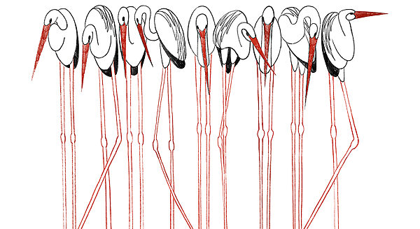 Group of birds with long legs Group of birds with long legs