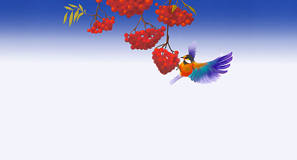 Bird eating a bunch of red berries Bird eating a bunch of red berries
