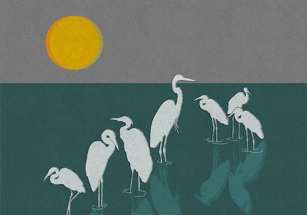 Group of birds standing in water Group of birds standing in water