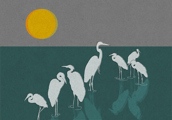 Group of birds standing in water Group of birds standing in water