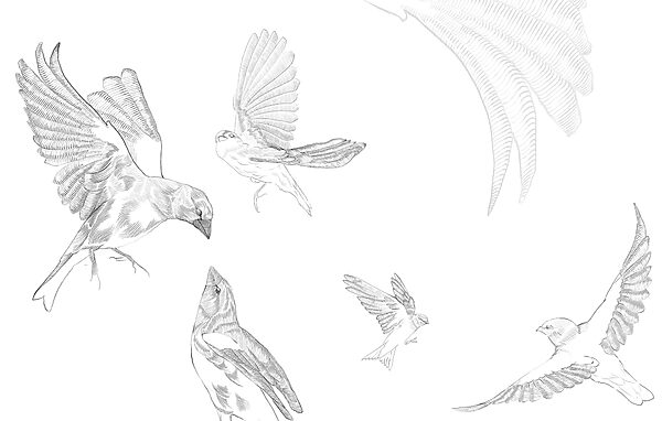 Group of birds with wings Group of birds with wings