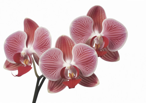 Vibrant blooms in soft pink hues Vibrant blooms in soft pink hues