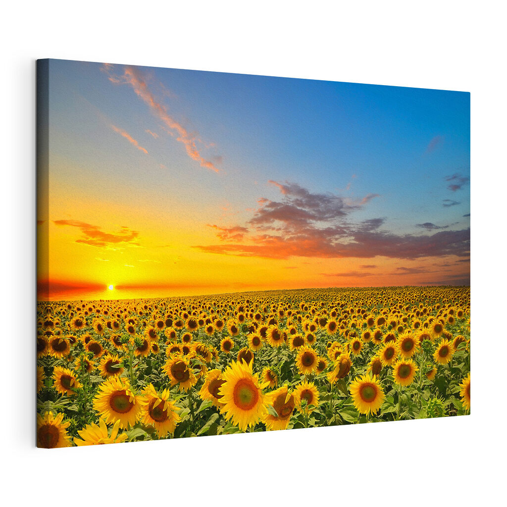 A field of sunflowers at sunset A field of sunflowers at sunset