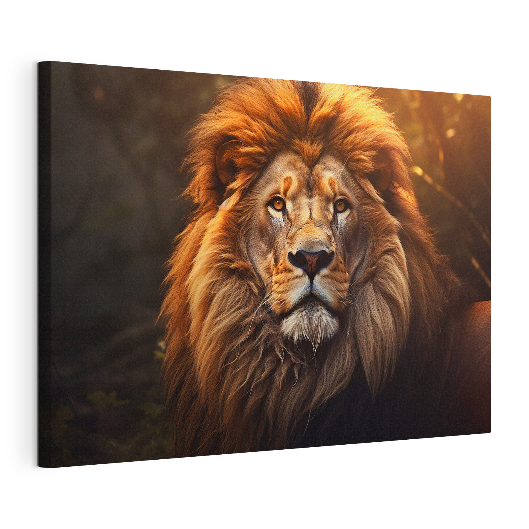 Lion with a very long mane