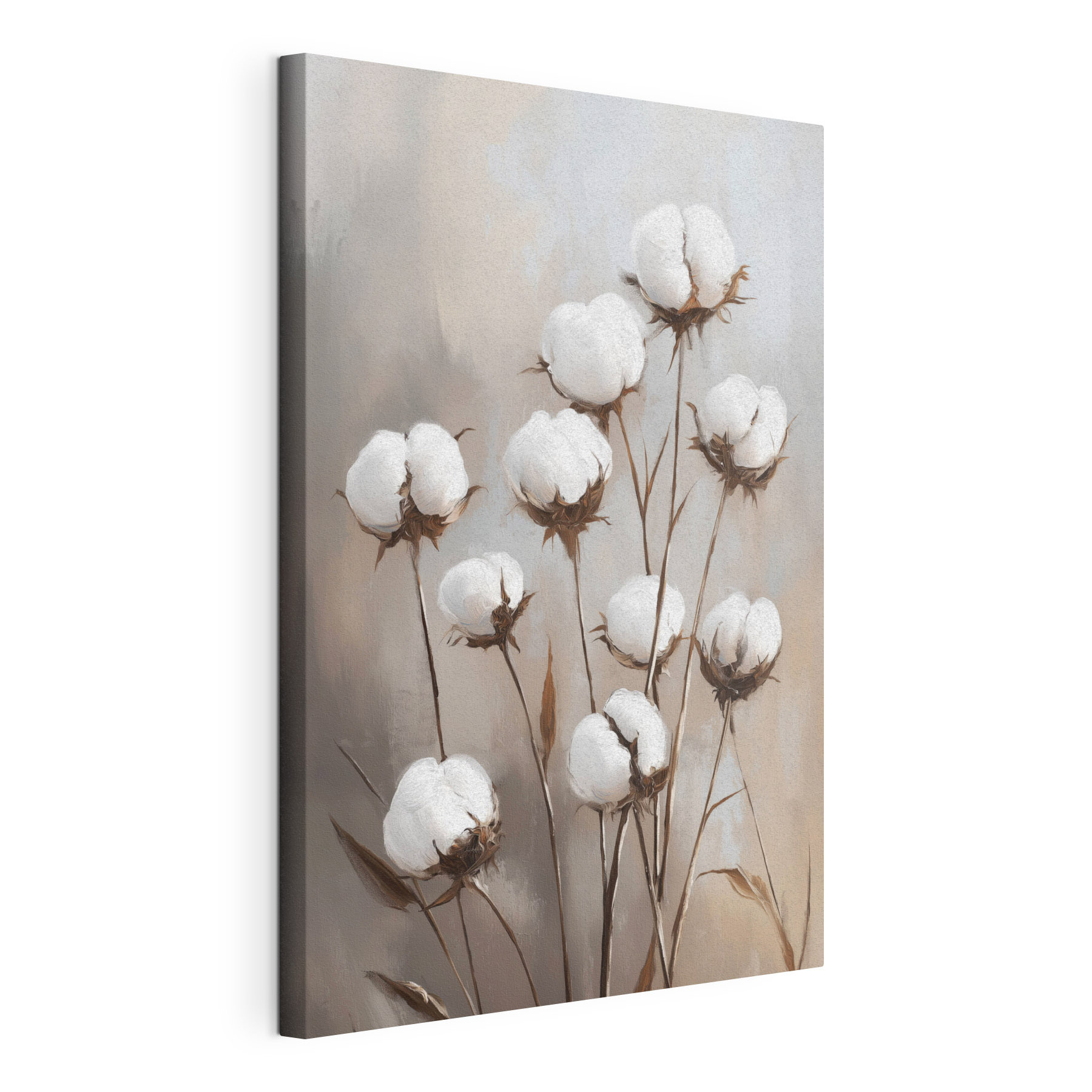 Cotton blooms in gentle elegance Cotton blooms in gentle elegance