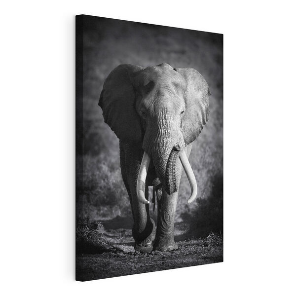 An elephant with tusks walking