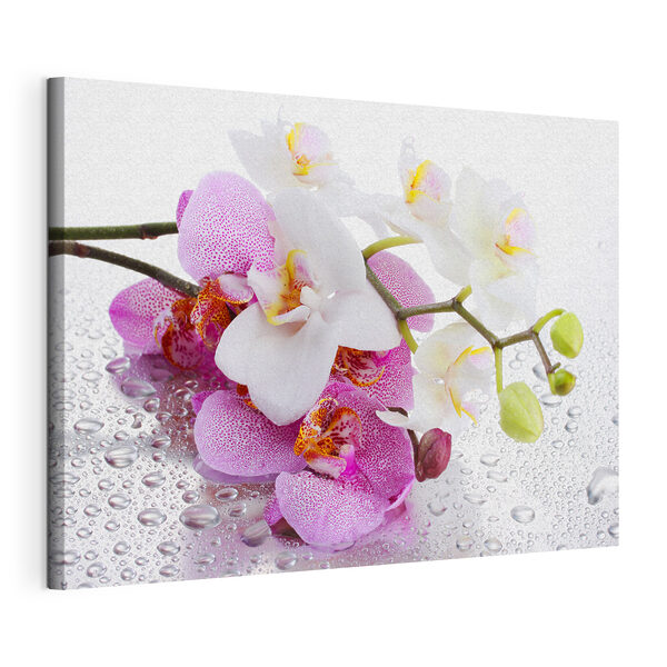 Krehké orchidey ukryté v kvapôčkach Obraz Krehké orchidey ukryté v kvapôčkach