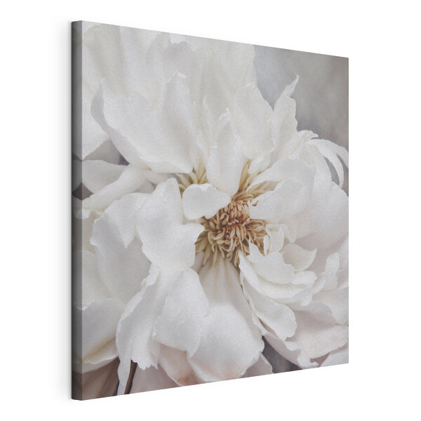 Delicate petals of pure elegance Delicate petals of pure elegance