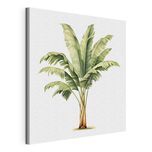 Palm tree with large leaves Palm tree with large leaves