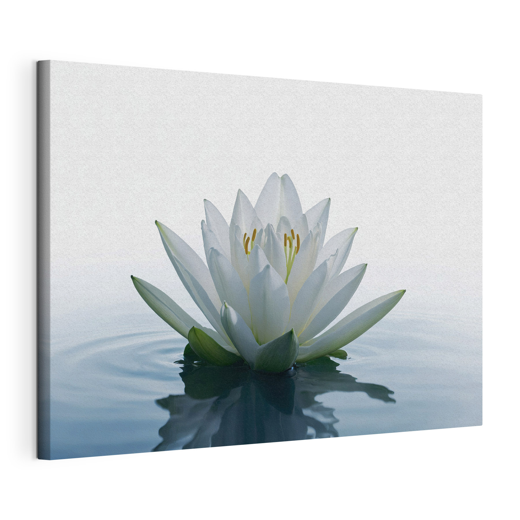White flower in water