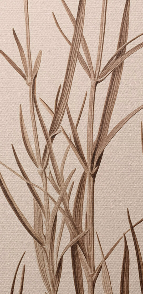 - Delicate blooms against a soft backdrop