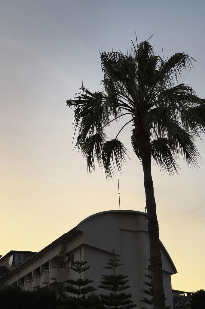 Palm tree in front of a building