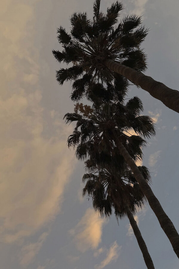 Group of palm trees