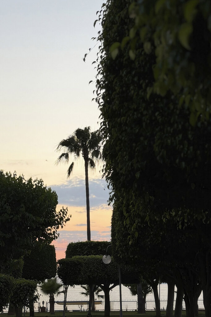 Palm trees and bushes