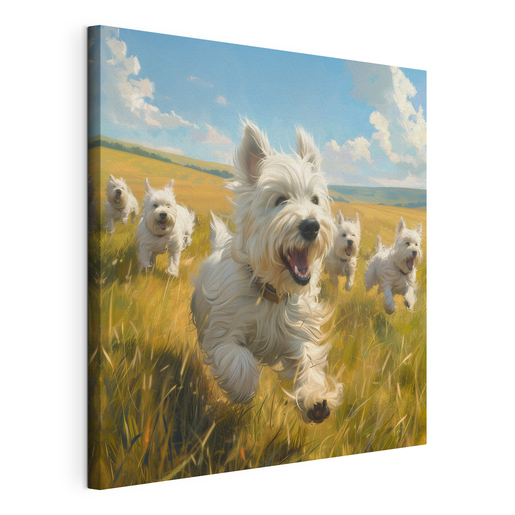 Group of white dogs running in a field