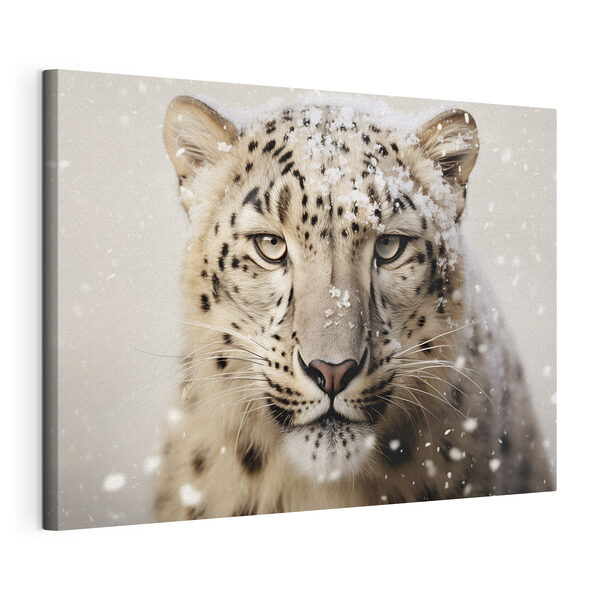Snežný leopard so snehom na hlave Obraz Snežný leopard so snehom na hlave