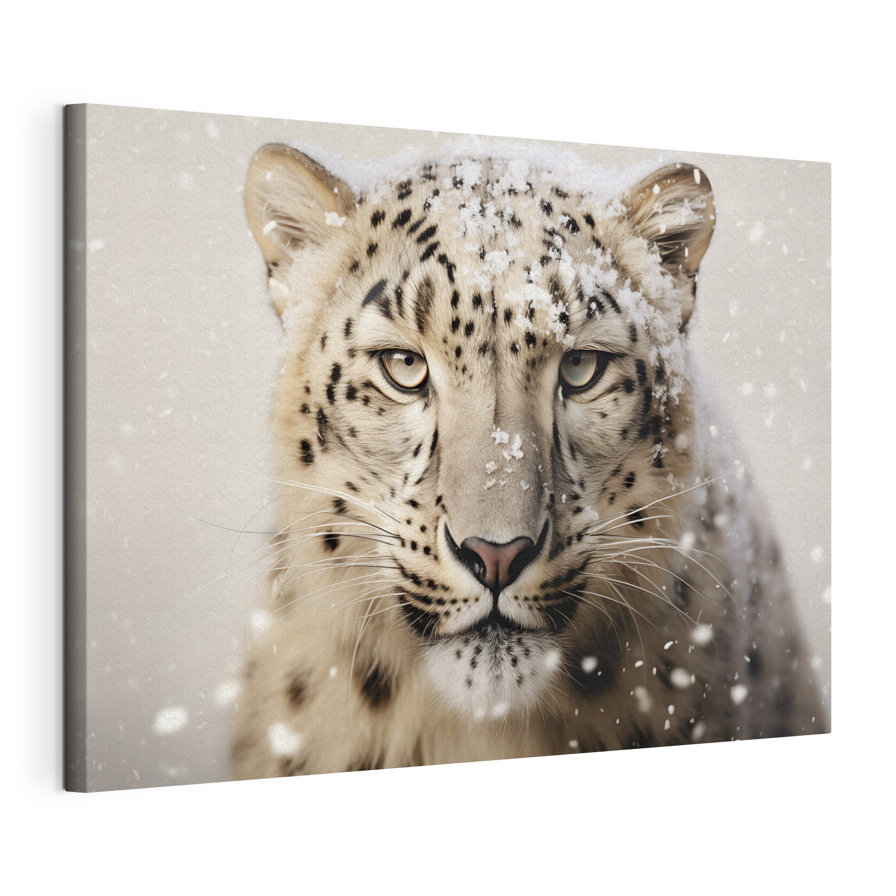 Snow leopard with snow on its head Snow leopard with snow on its head