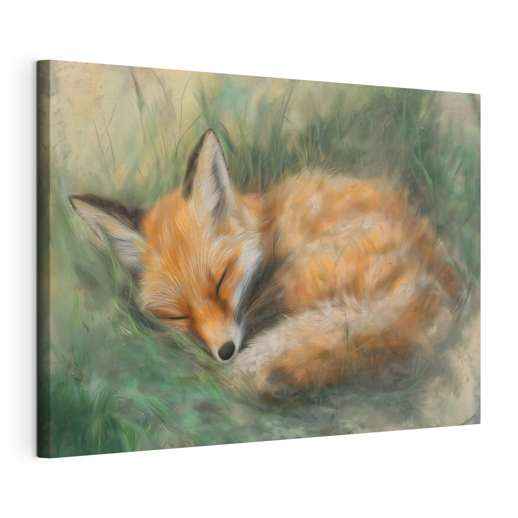 Fox sleeping in the grass Fox sleeping in the grass