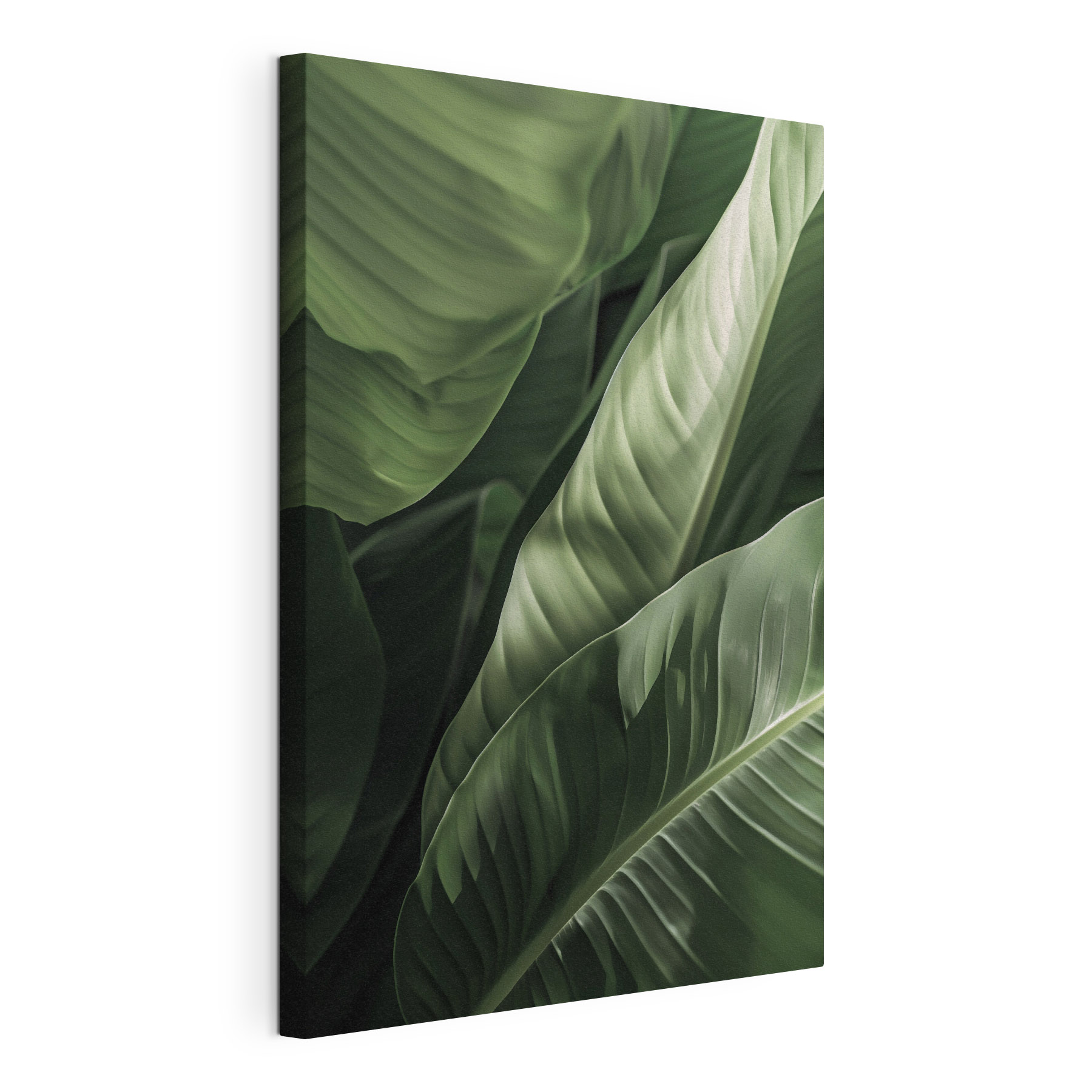 Lush green leaves in gentle light Lush green leaves in gentle light
