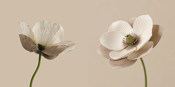 Delicate blooms in soft tones Delicate blooms in soft tones