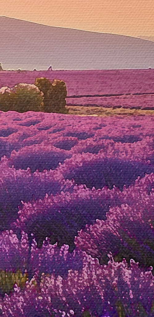 Lavender field with mountains in the background Lavender field with mountains in the background