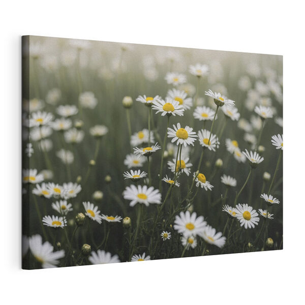 Group of white and yellow flowers