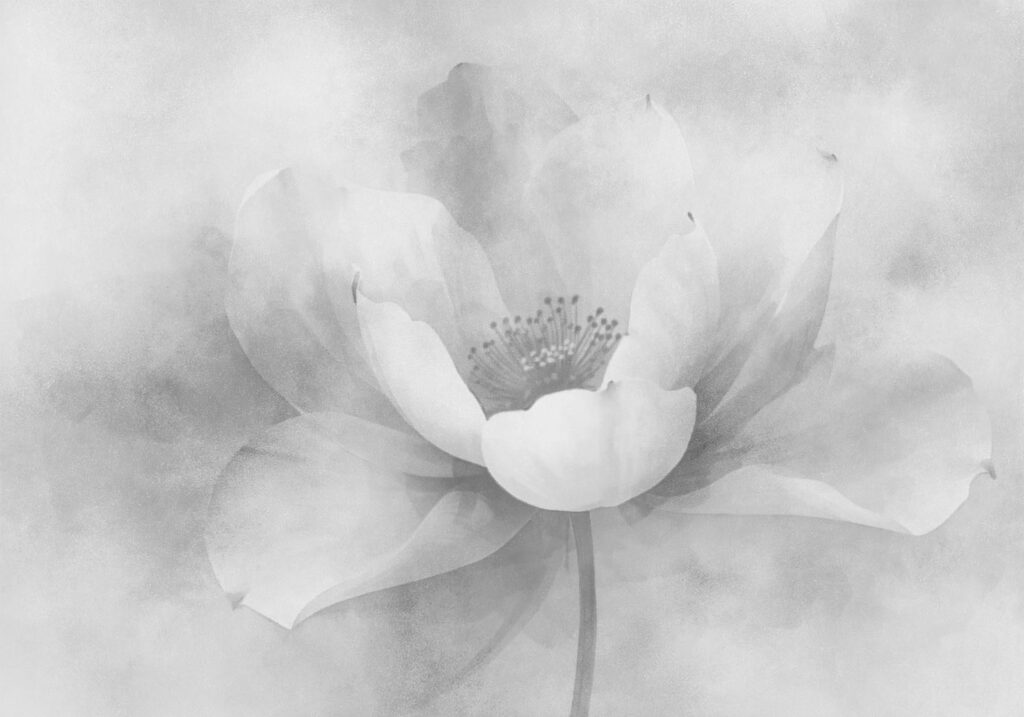 Soft petals in gentle haze